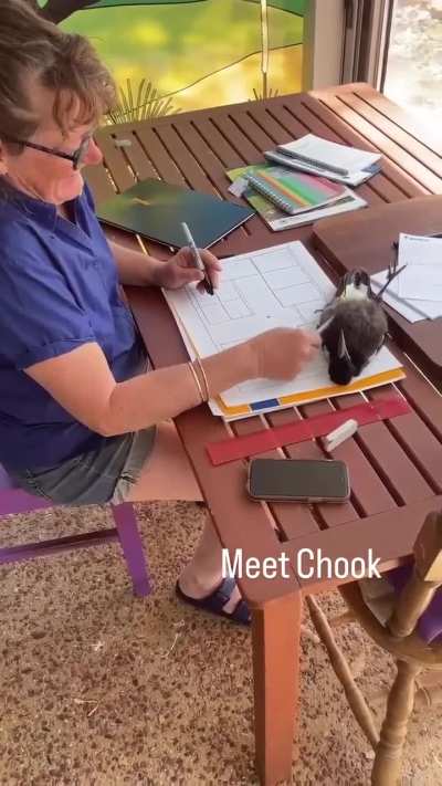 A magpie rescued after a storm now lends a hand during work