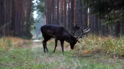 Schwarzer Hirsch.