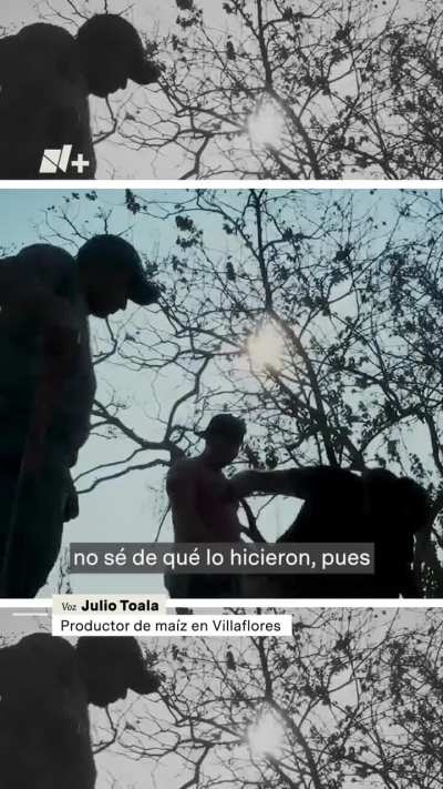 Hallan ma&iacute;z podrido enterrado por Segalmex