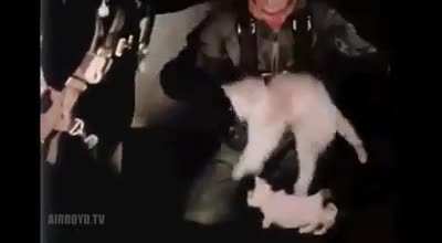 Cats in microgravity