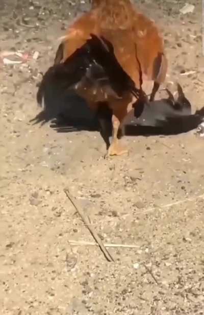 Cock brutalizes a Crow !