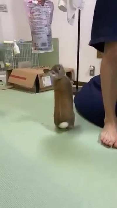 Teasing the Bunny