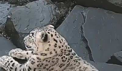 a big startled cat!