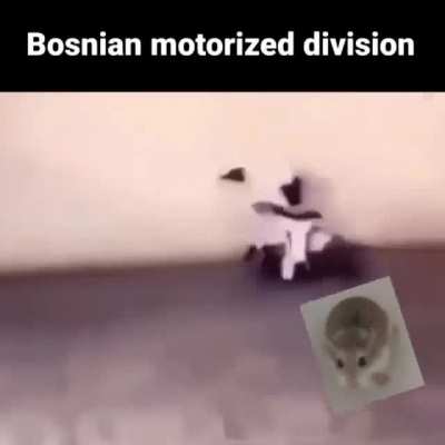 Bosnian motorized division 👌😎