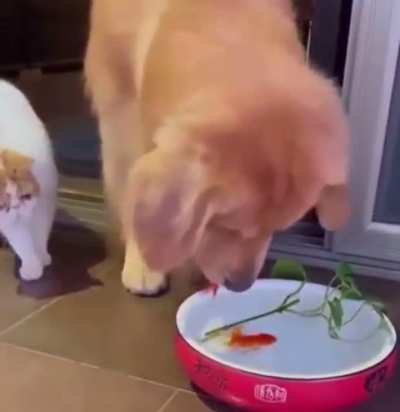 Fish pulls a Nemo