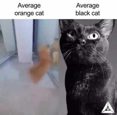 🐈🐈&zwj;⬛