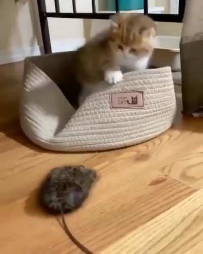 Cuteness Overloaded