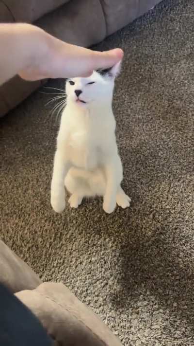 Evil Kitty