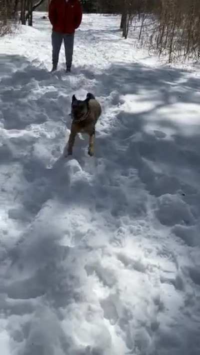 My dog&rsquo;s first time ever seeing snow gave her the big zoomies! Please forgive my dorky ass laugh.