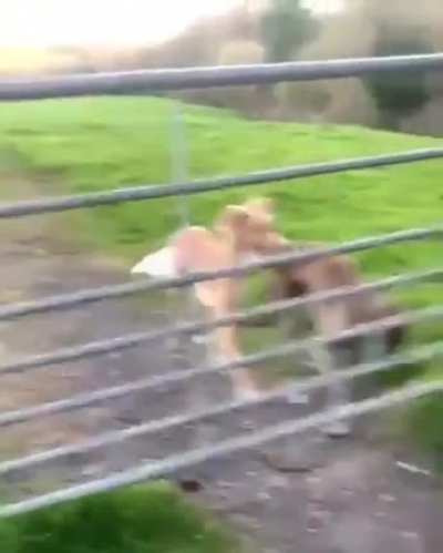 "We're going to need a bigger gate."