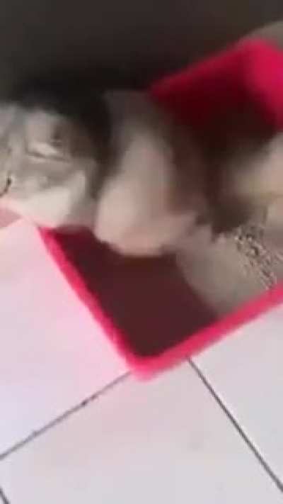 Eating cat shit