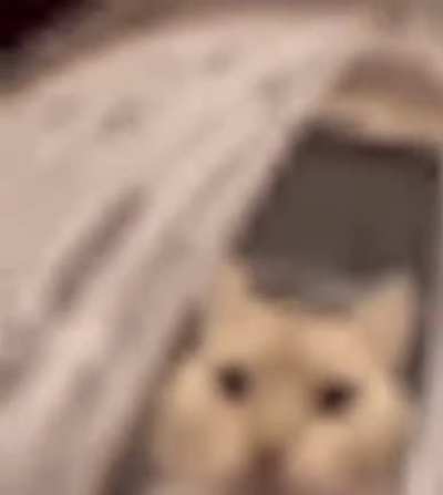 🐈