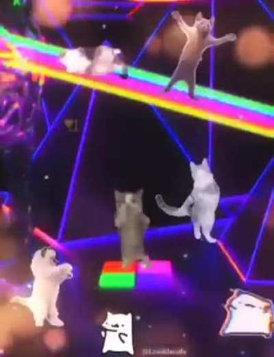 Groovin' 😺