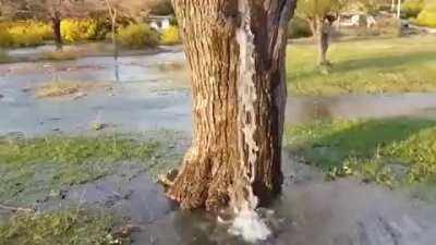 For the last two decades, during the spring floods, the water has been running out of this old mulberry tree in a village of Dino&scaron;a, Montenegro. It's likely due to high groundwater pressure coupled with a hollow section in the tree.