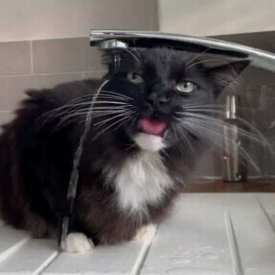 The Cat&rsquo;s back drink