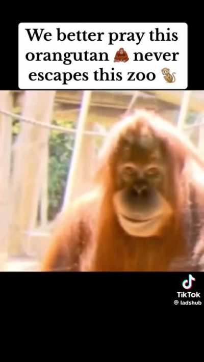 Zoo monkey 