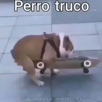 Perro truco