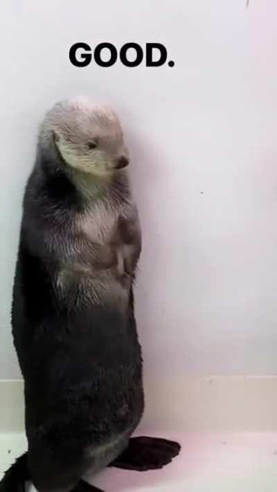 Sea otters have "pockets" near their armpit which they use to keep stones that are later used to crack open shellfish. Here's a live demonstration of the same by Shedd Aquarium