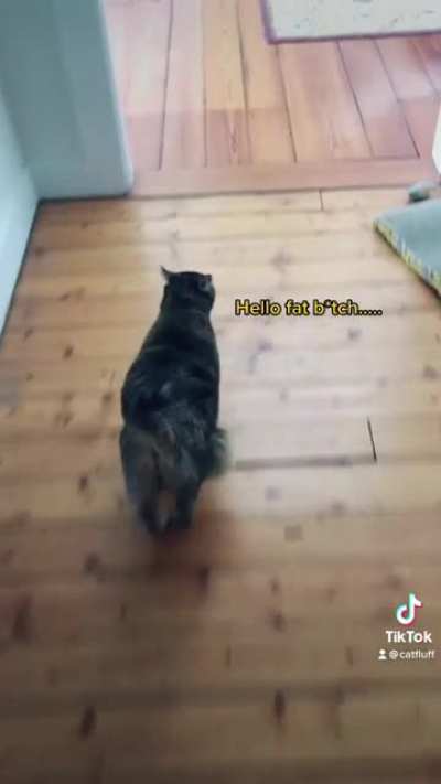 My cat is the star of primordial pouch tiktok - variation on &ldquo;here comes the boy&rdquo; meme