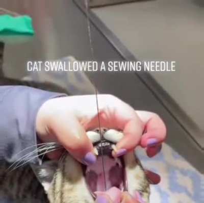 This cat kept coughing. The owner didn't know why until they took the cat to the vet.