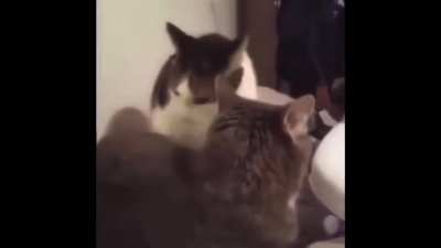 Waaaa-