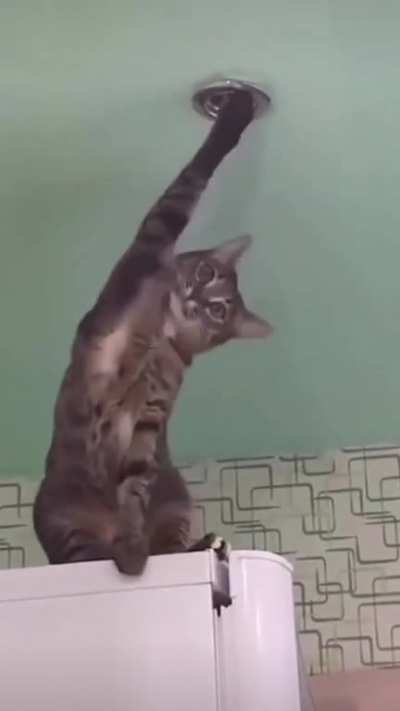 I don&rsquo;t think this cat is okay