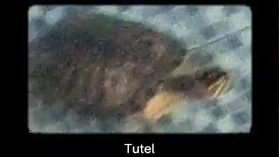 tutel