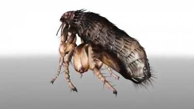 How Ticks Jump