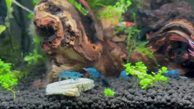 The shrimp are so happy with the algae wafer they are breakdancing.