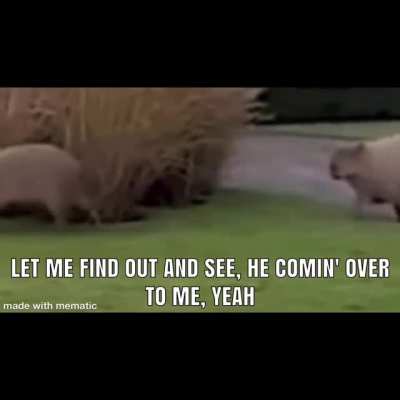 capybara meme