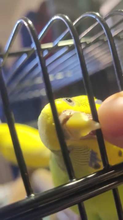 Parakeet looks like it hurt it's nose.