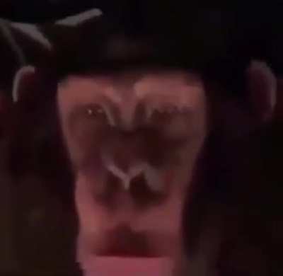 Ape screams