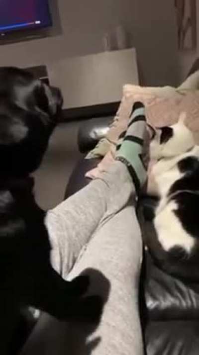The cat&rsquo;s face when the dog meow&rsquo;d 😂