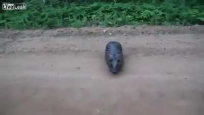 b&oacute;br