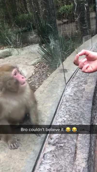 monkey was in ooh