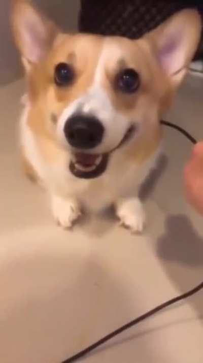 Dog power up!