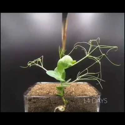 Time lapse of a seed growing