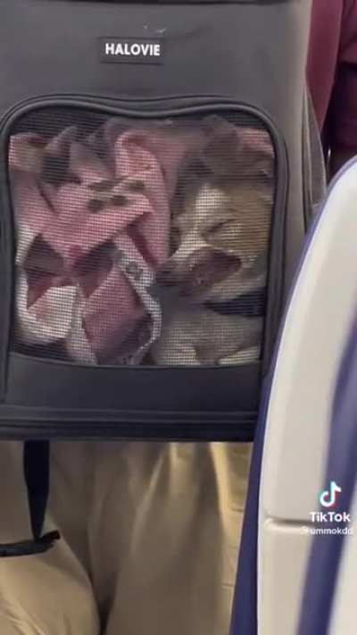 I hope the dog wasn&rsquo;t like that the whole time.