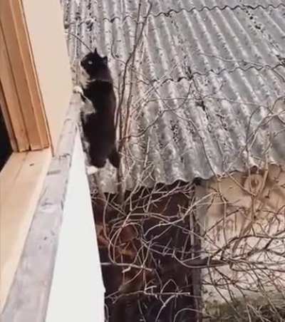 Cat Practicing to Become A ASSASSIN &amp;gt;:D
