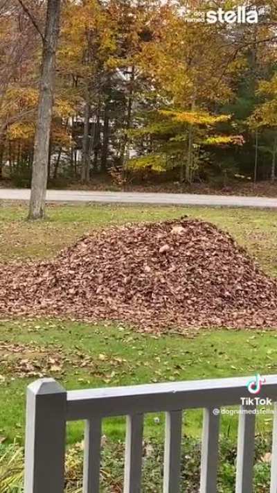 Leafpileleafpileleafpileleafpileleafpile!!!!!!
