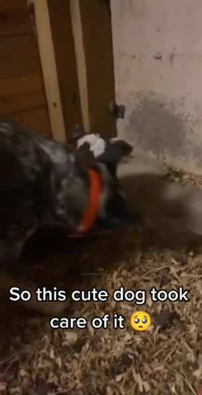 Heeler looking after a calf