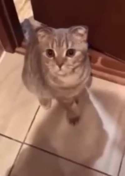 "If you're a good kitty say meow"