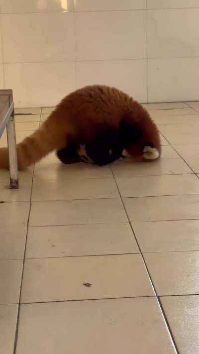 Nannan the red panda playing &mdash; cuteness overload!