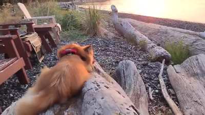 It's hard to be a dog