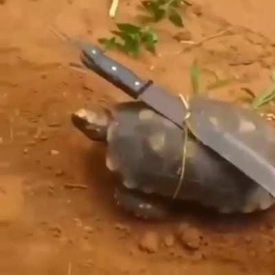 Elas est&atilde;o crescendo (n&atilde;o se preucope n&atilde;o e o mestre ESPLINT GARAI)