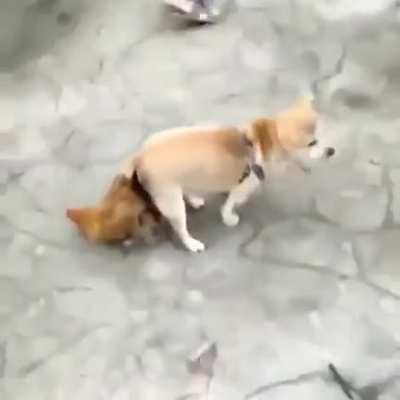Bad doggo