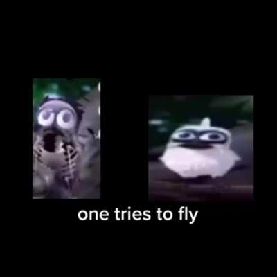 Birds 😥