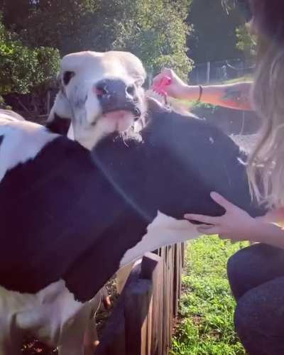 "Brush me too! Don't forget to brush me too!"