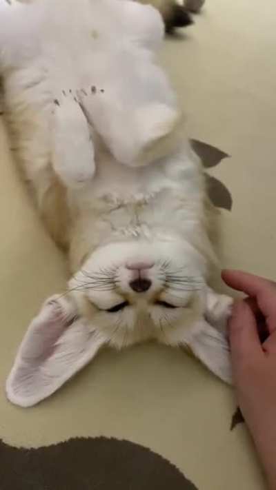 Precious boye
