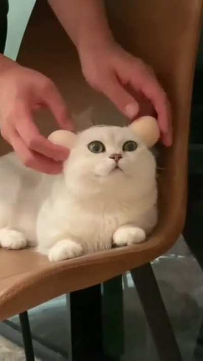 cat earphones